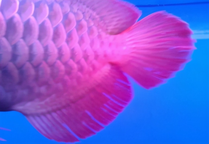 小龙鱼疾病,龙鱼突发疾病