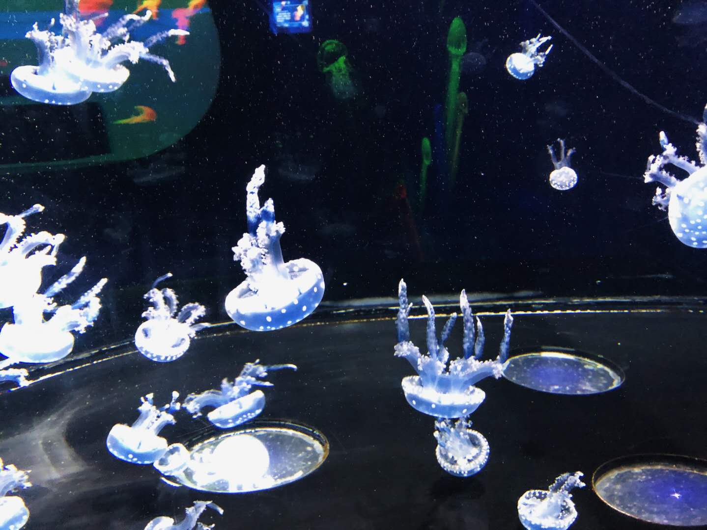 重庆海石公园网红打卡地,重庆汉海海洋公园怎么样