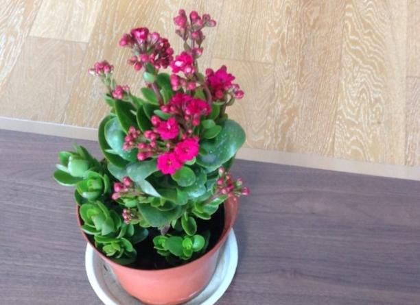 养吊兰绿萝用什么盆栽,绿萝吊兰怎样养