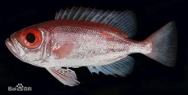 潮汕什么鱼做刺身最好吃,潮汕的鱼哪种适合刺身