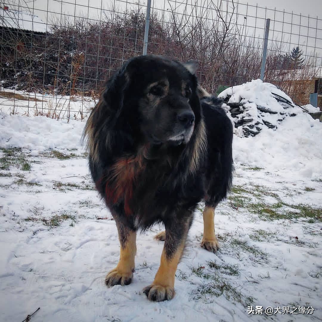 最凶猛高加索犬,十大猛犬之一高加索犬
