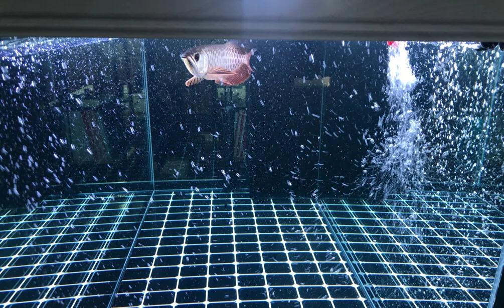 怎么用滤材做奶糕,用滤材做奶糕的做法