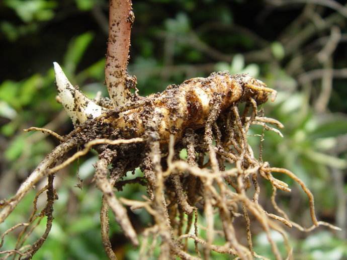 野生植物野草,常见的野生杂草