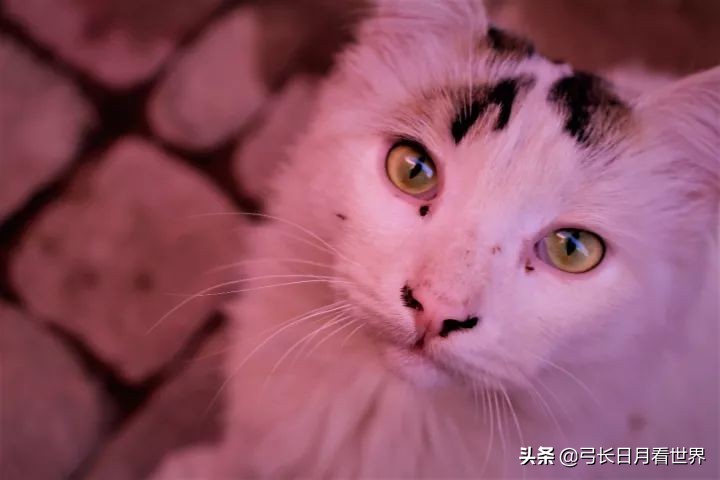 三毛的撒哈拉沙漠免费看,摩洛哥撒哈拉沙漠与三毛