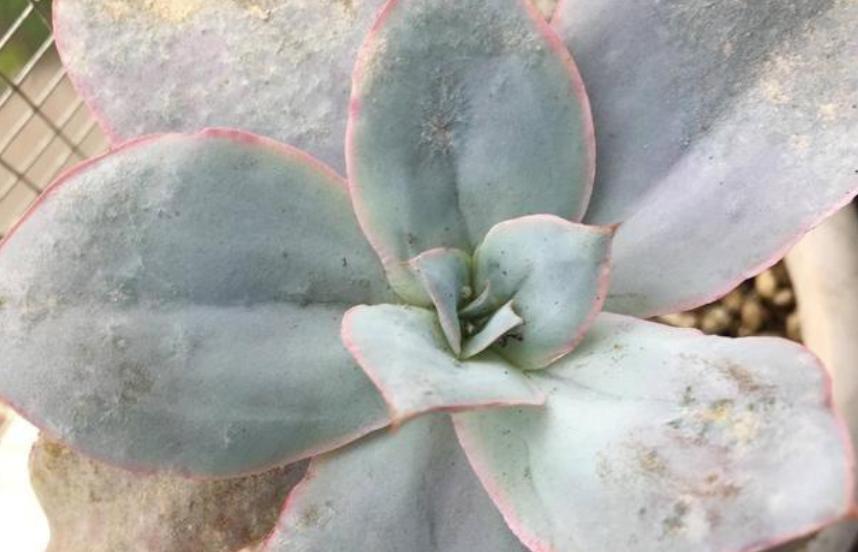 多肉白腐病怎么处理,多肉的白粉病怎么治疗