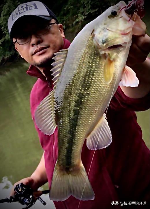 钓鲈鱼的控饵方法和技巧,无铅钓组钓鲈鱼的正确手法