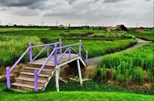 美翻了无锡这个紫色花海,美翻诸城这片花海刷爆整个朋友圈