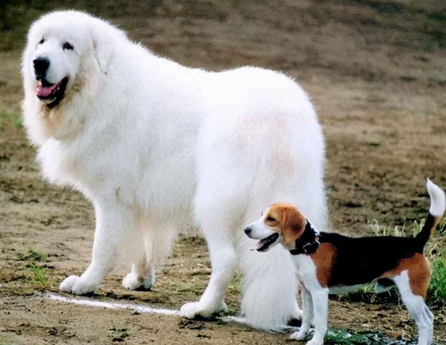 汪汪队的狗狗个个都是什么品种,盘点汪汪队里面的真实狗狗