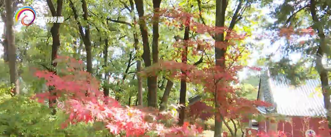 黑龙潭公园：漫山枫叶秋意浓