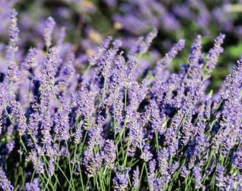 芳香植物连载之第六篇:薰衣草品种萌妹纸“看懂我我就是你的”