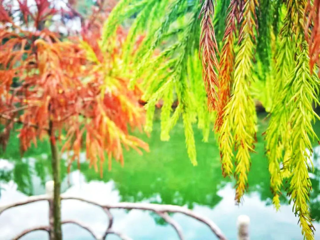 秋天赏枫叶好去处,赏红叶正当时