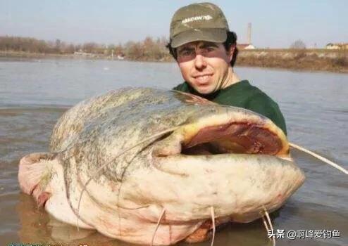 为什么钓鱼人讨厌鲶鱼,解锁鲶鱼钓鱼的乐趣只有钓鱼人懂