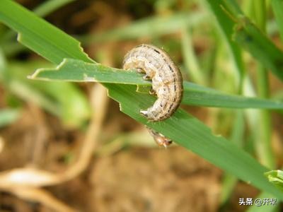粘虫怎么治疗最好的方法,粘虫发生规律及防治办法