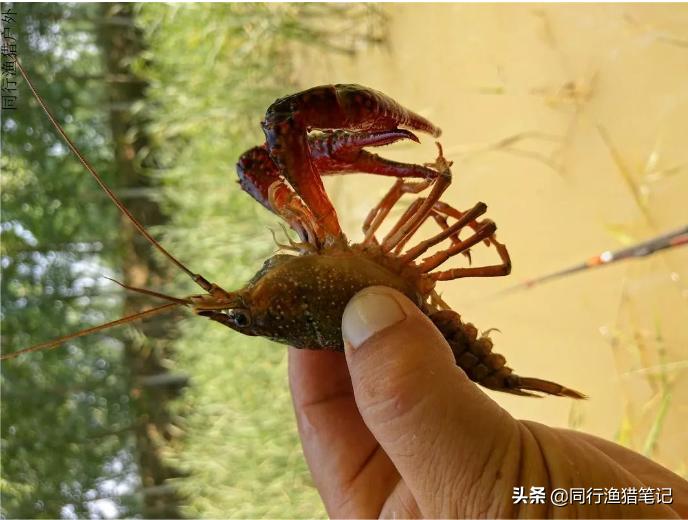 如何在鱼塘里钓龙虾,小龙虾池塘钓鱼技巧和方法