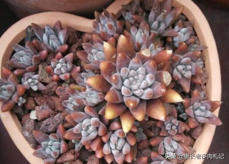 耐高温好养的多肉品种,耐零下5度的多肉有哪些