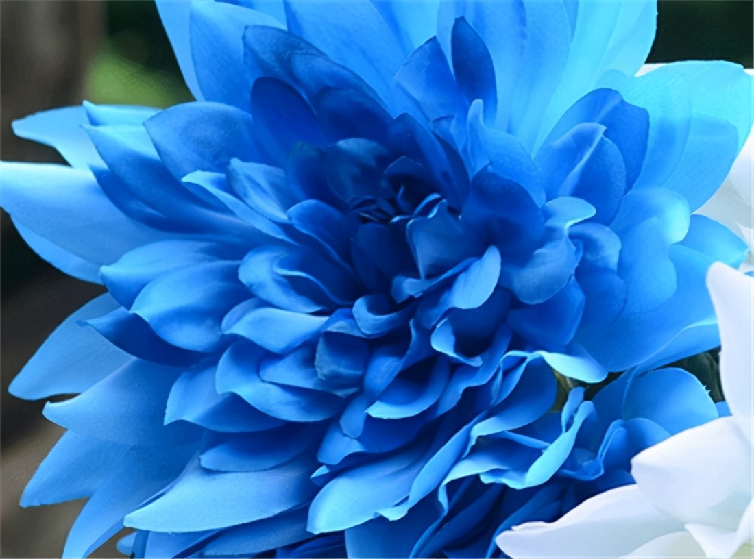 十种蓝色花,常见的六种蓝色花