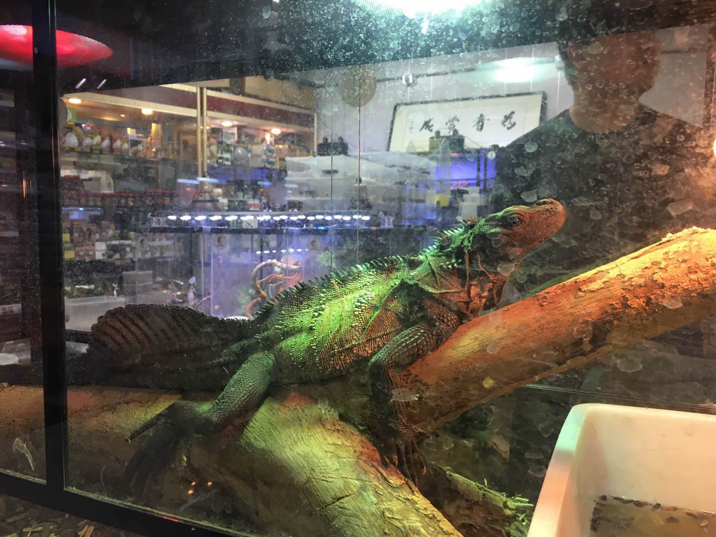 巨蜥被判了几年,巨蜥判几年