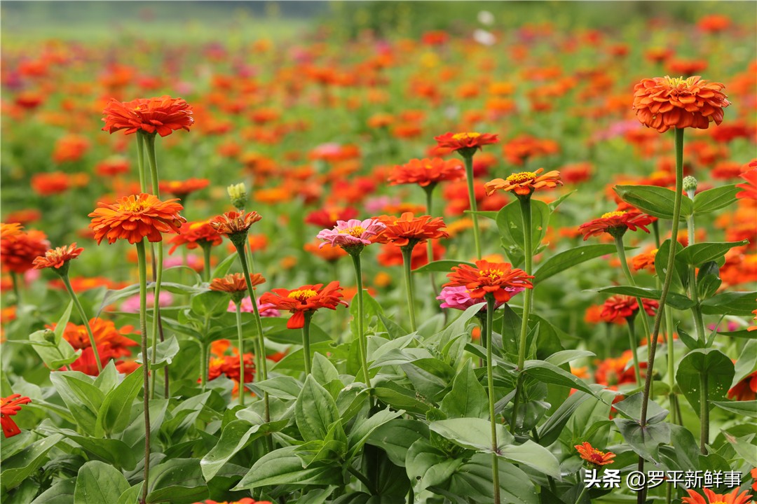罗平油菜花田宣传片,今日罗平油菜花田