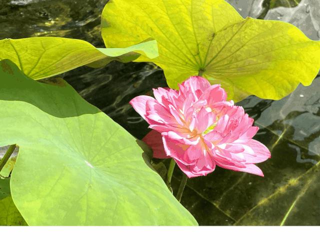 扬州｜垂杨不断接残芜，雁齿红桥俨画图