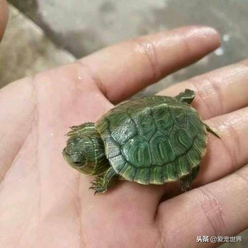 孩子被乌龟咬了需不需要打疫苗,乌龟需要打疫苗吗