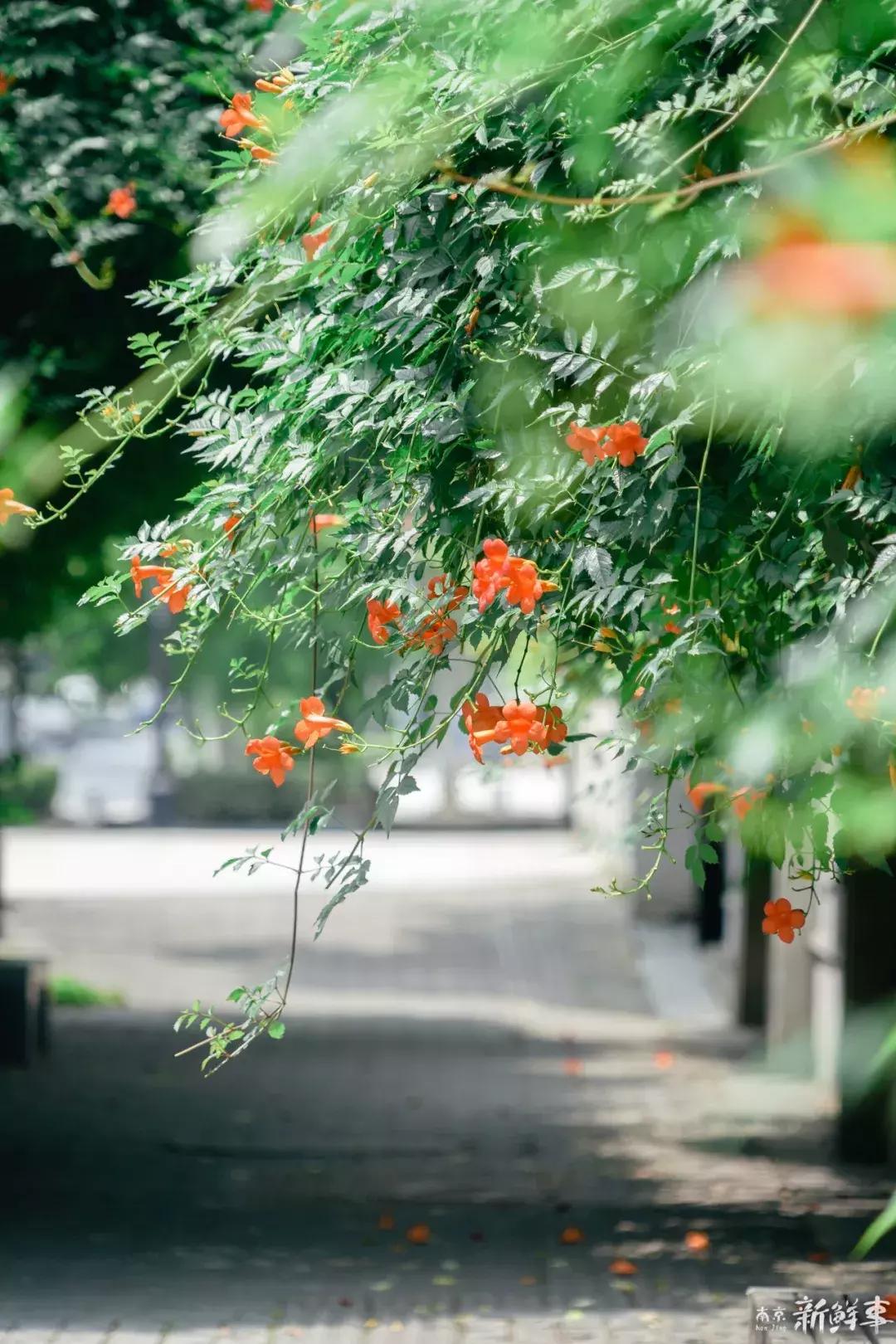 中华中学高中,中华中学