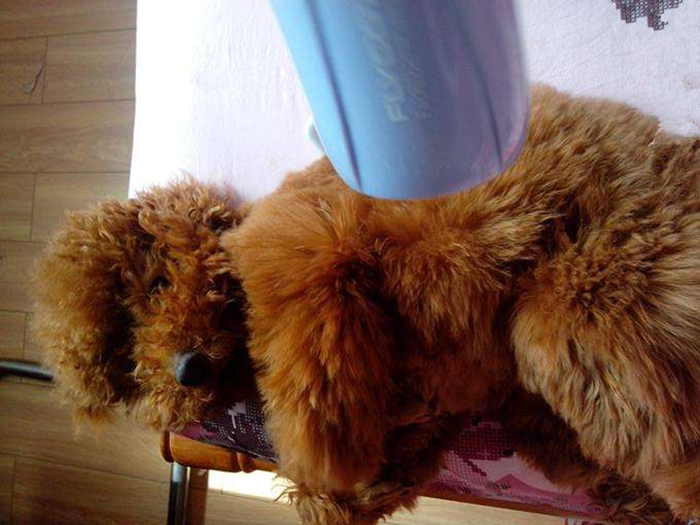 狗狗洗澡不用沐浴露怎么有效洗澡,清洗宠物狗需要几个步骤