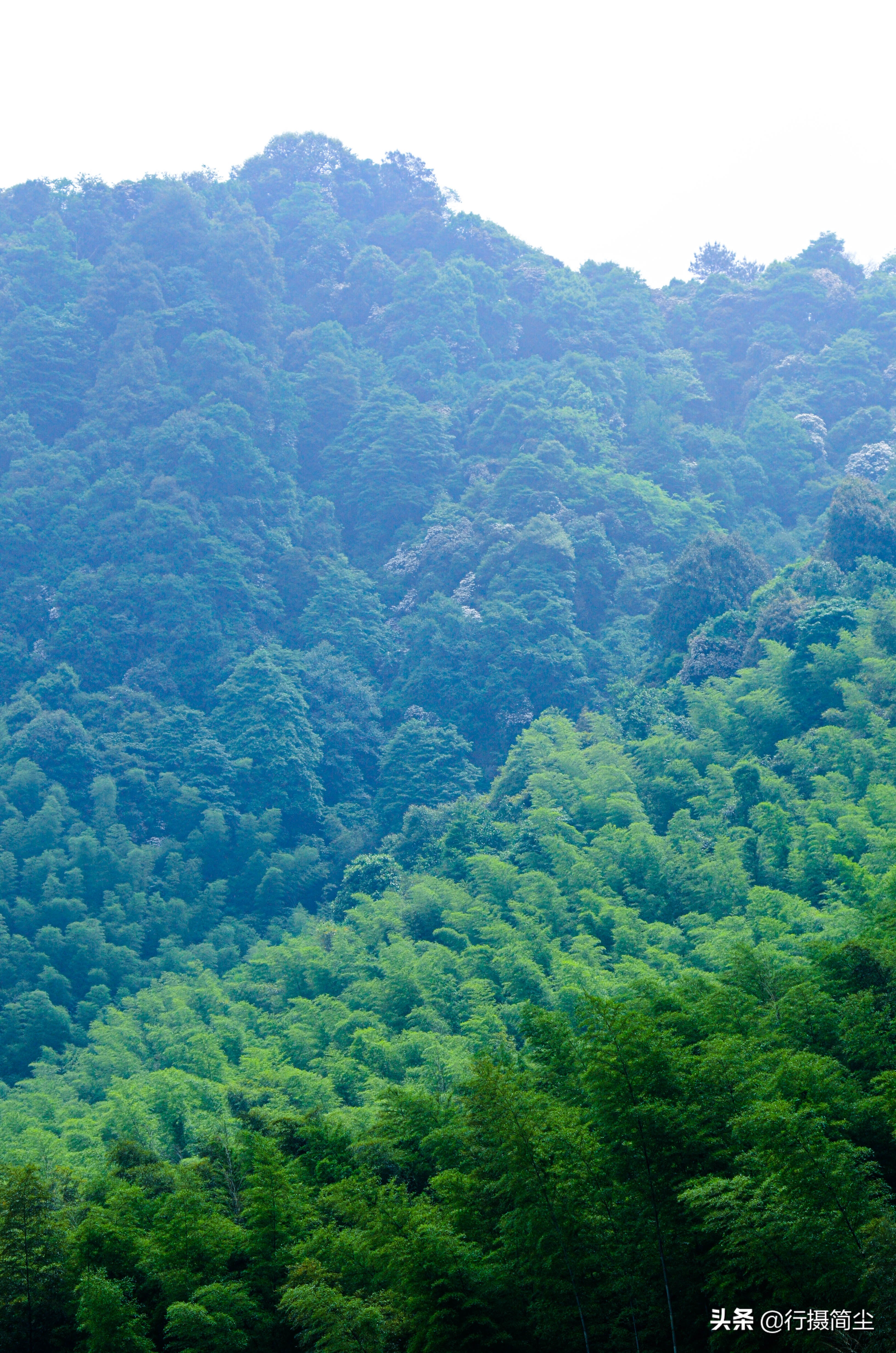永川茶山竹海，茶山含情，竹海溢笑