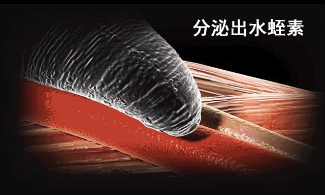 水蛭被吃进肚子里会存活吗,将水蛭放入冰箱还能活