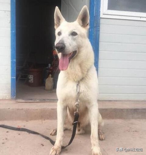 白色德牧和萨摩耶杂交犬,萨摩耶犬德牧