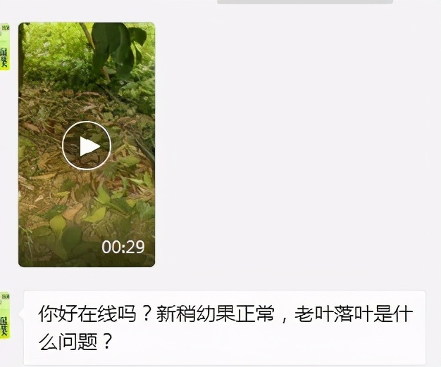 柑橘树现在落叶怎么回事,柑橘现在会黄落叶这是怎么了