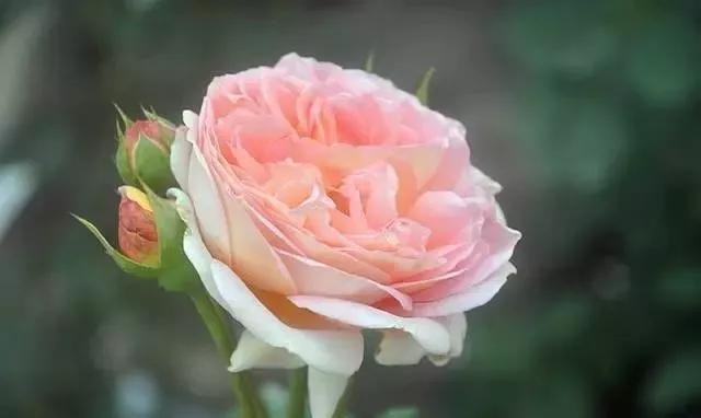 100种玫瑰图片大全,介绍100种不同品种的玫瑰视频