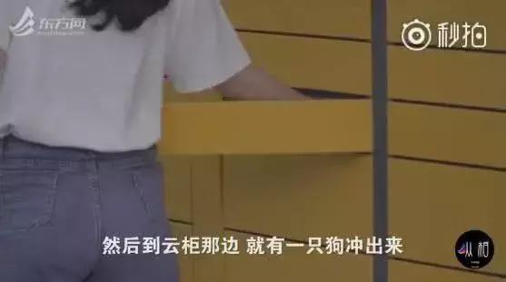 养狗条例晚上能小区遛狗吗,最严养狗令最新消息