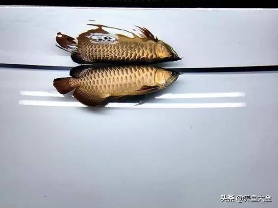 希望有着跟我一样折腾的鱼友,保持初心去对待自己的爱鱼