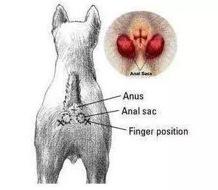 狗狗肛门腺发炎怎么治疗,狗狗肛门腺发炎的症状