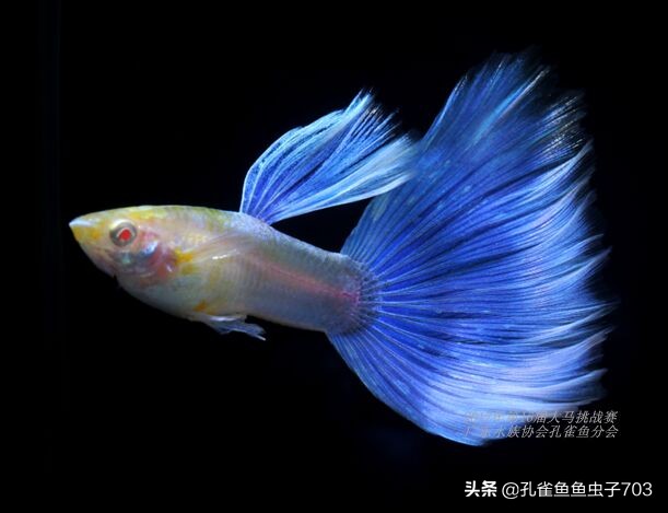 孔雀鱼100条,孔雀鱼20缸10条鱼