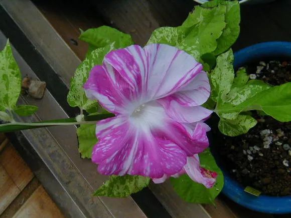 牵牛花到处游,牵牛花随便种