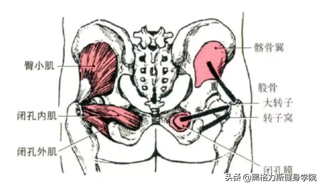 健身腿部解剖动作讲解,健身训练及肌肉解剖图谱大全