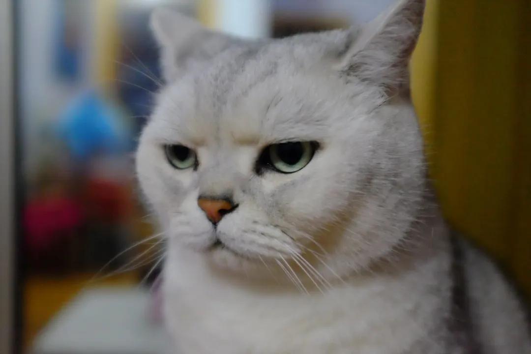 猫咪脾气不好怎么教,猫咪脾气很差怎么办