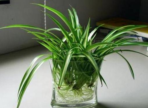 水培植物怎么养才能更旺盛一些,水培花卉植物养护注意事项有哪些