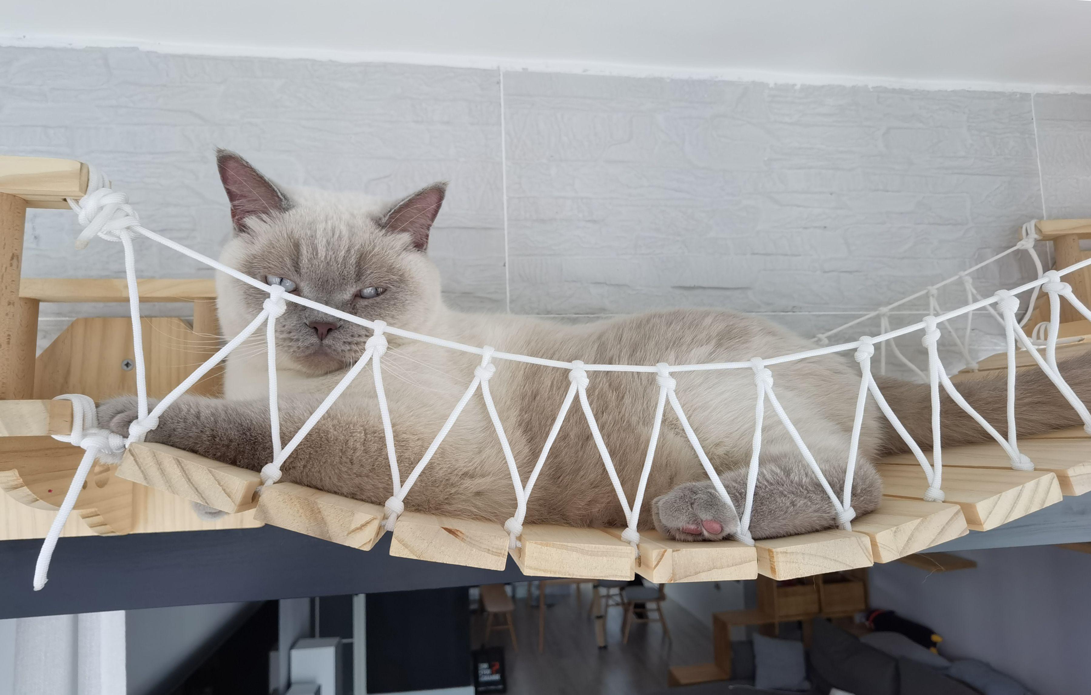 打造人宠共乐的家—“铲S官”的装修笔记