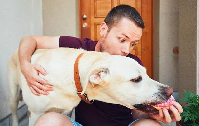 拉布拉多小技巧,拉布拉多太过活跃怎么训练