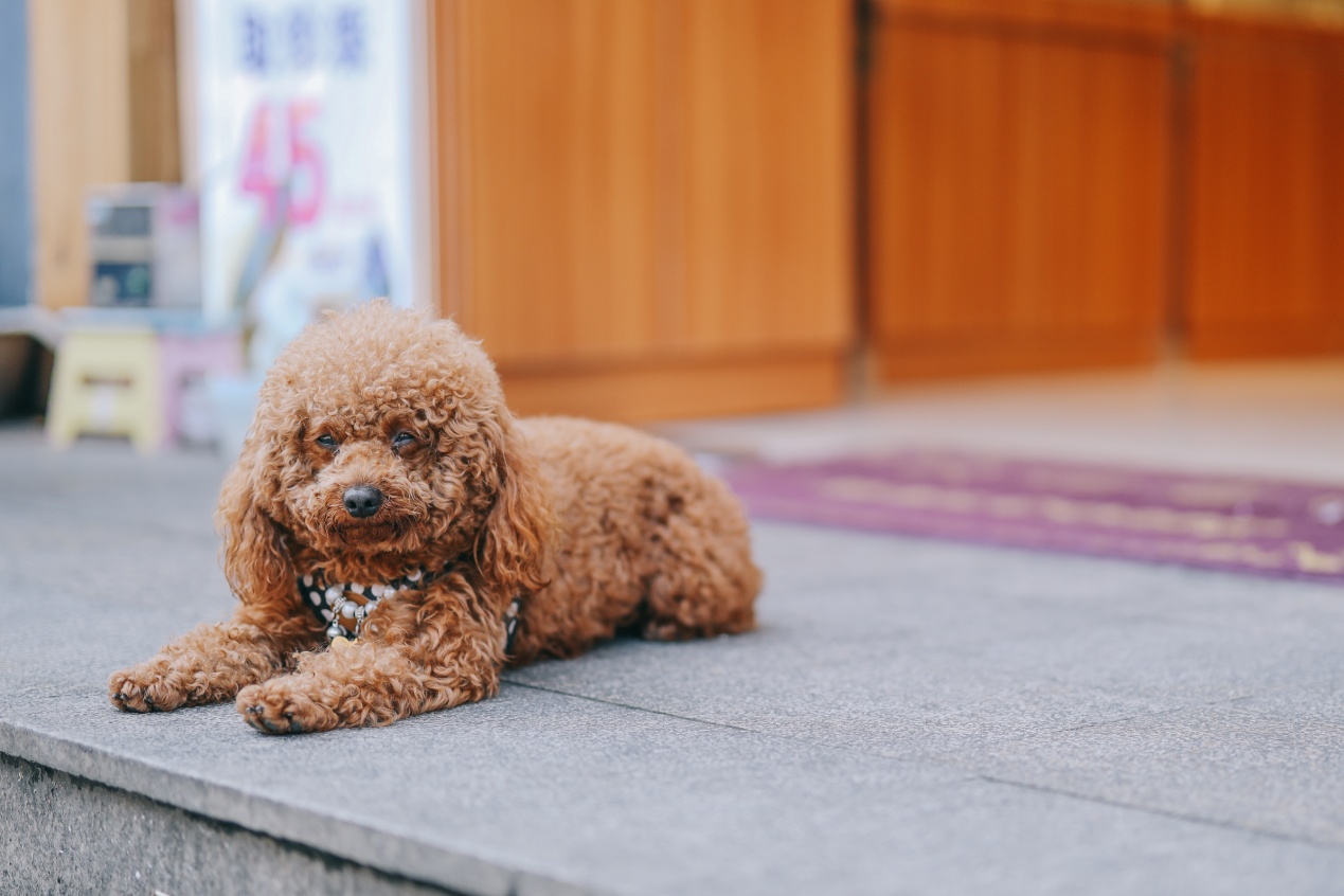 微单eosr6二代,微单尼康索尼对比