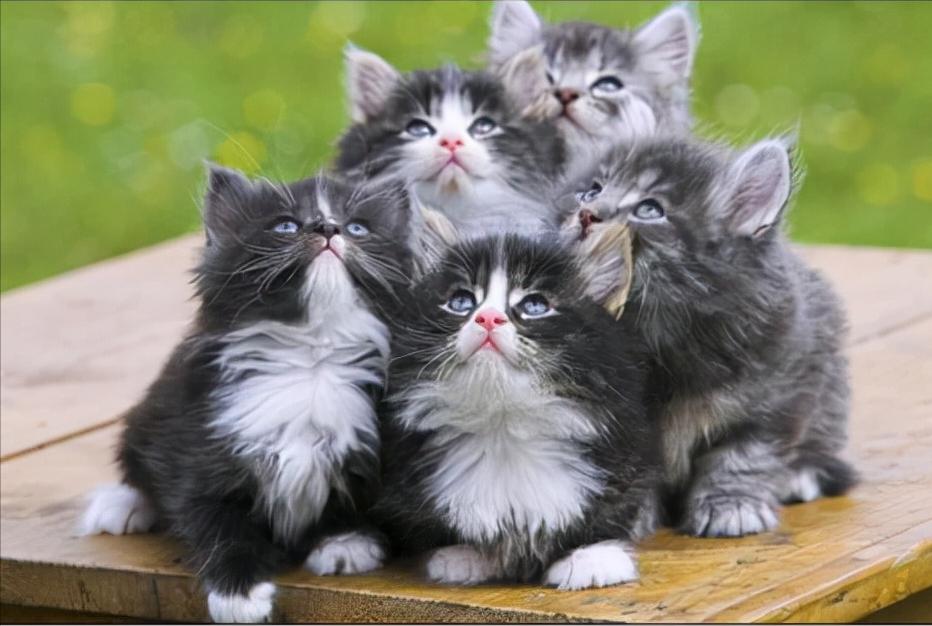 猫猫疾病预判,猫猫什么情况下容易得病