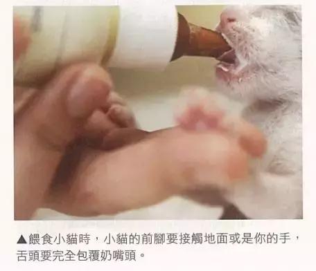 小猫喂食的注意事项,新生小猫怎么喂营养膏