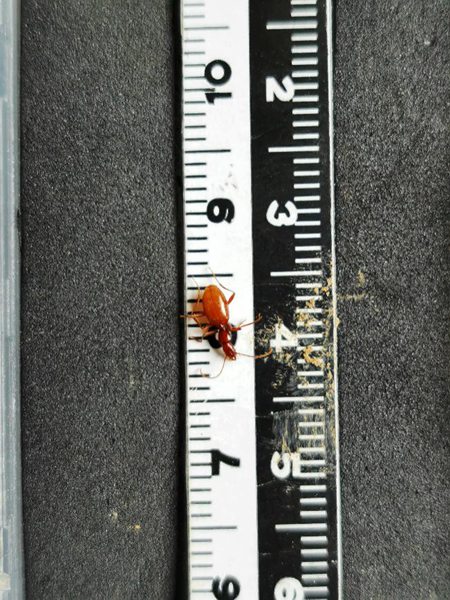 16岁留美高中生回国科考，变身“老鼠人”下悬崖探8000米洞穴