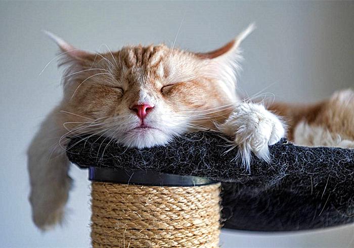 辟谣，猫咪睡觉摆尾并非装睡，轻易打扰，小心晚上头发不保
