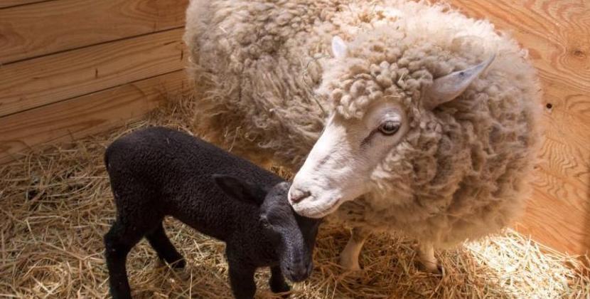 小羊羔为什么难养活,小羊羔养殖