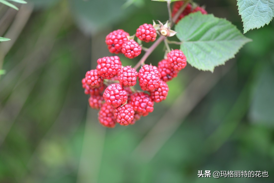 树莓在庭院怎么种植,树莓可在院子里种吗
