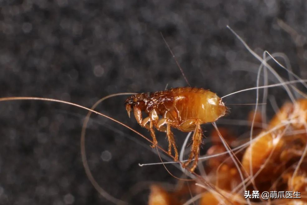 猫咪过敏是属于炎症反应吗,猫咪过敏怎么排除过敏源