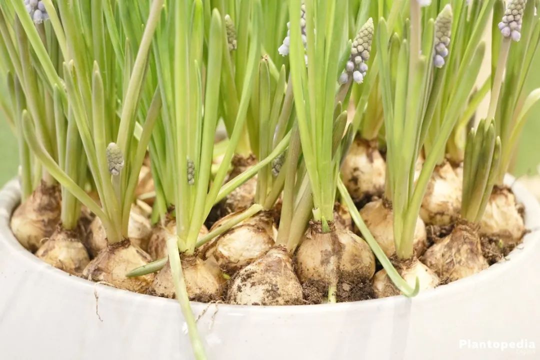 葡萄风信子盆栽在户外,葡萄风信子可以家养吗